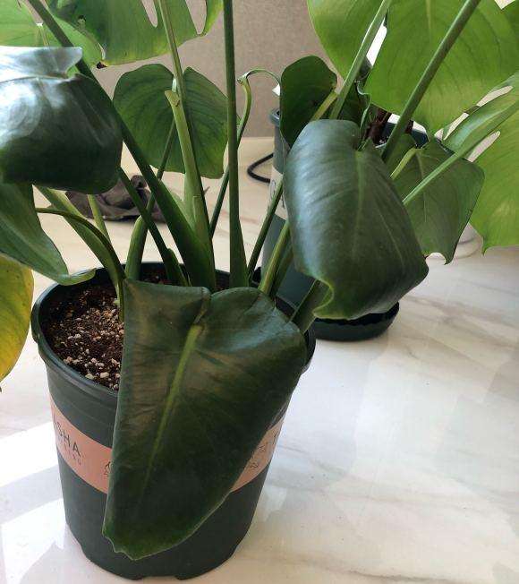 龟背竹叶子卷着是怎么回事 不舒展呀