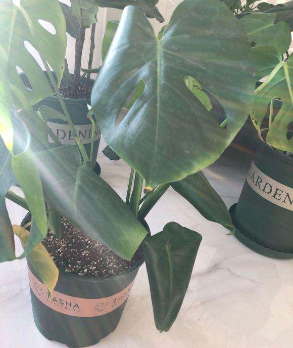 龟背竹叶子卷着是怎么回事 不舒展呀