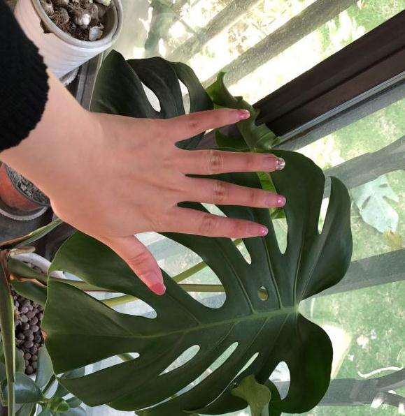 龟背竹好多气根在花盆外面 需要换盆吗