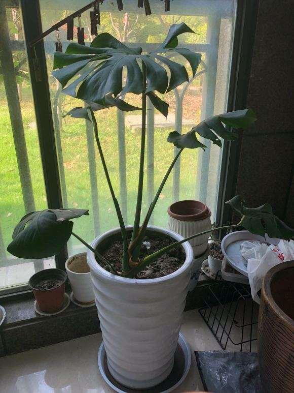 龟背竹好多气根在花盆外面 需要换盆吗