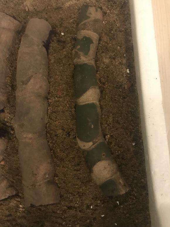 室内24度这样种龟背竹