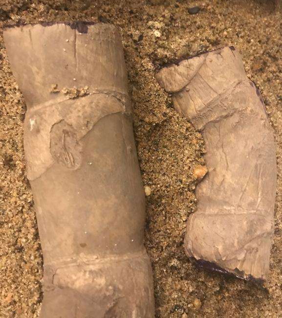 室内24度这样种龟背竹