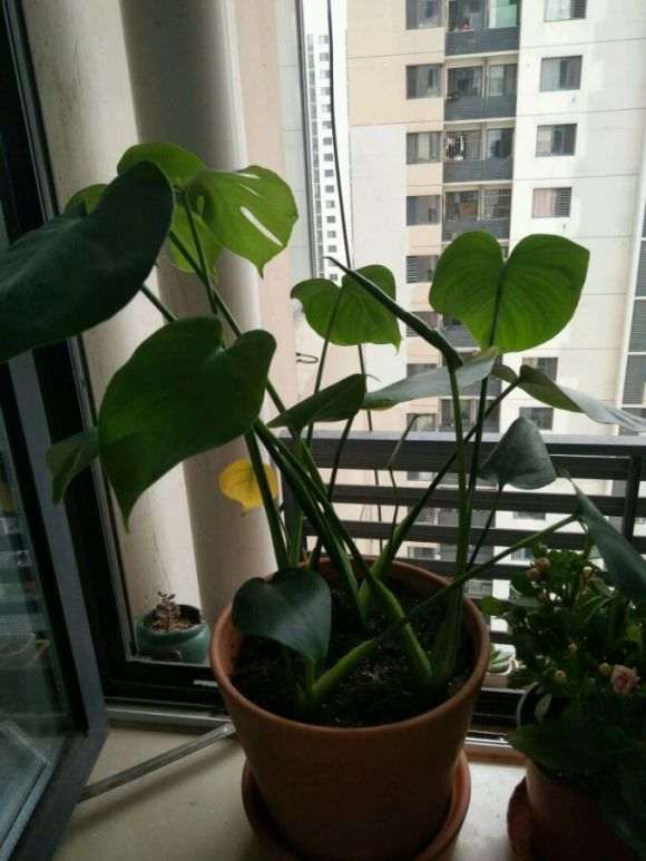 龟背竹换完盆之后叶子变黄肿