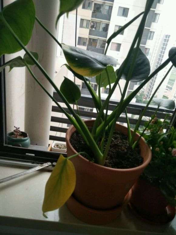 龟背竹换完盆之后叶子变黄肿