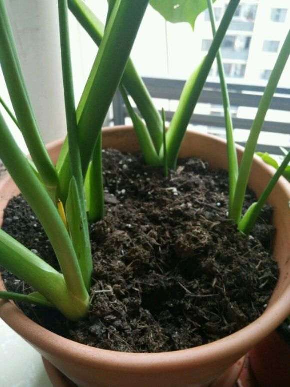 龟背竹换完盆之后叶子变黄肿