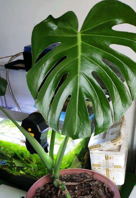 龟背竹气根扎到土里 就烂了