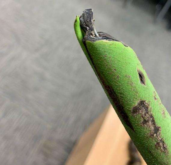 龟背竹都放鱼缸里 可以生根吗