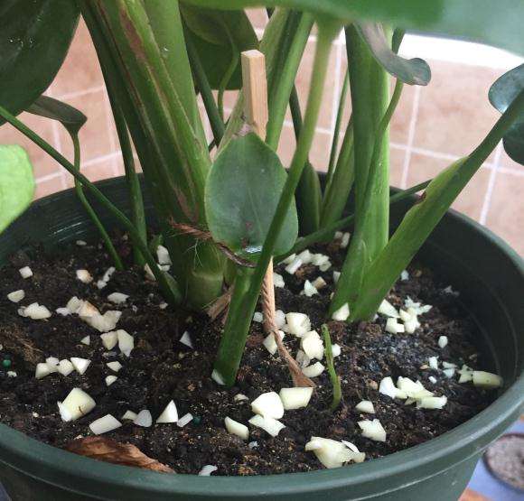 龟背竹盆里长黑色小飞虫