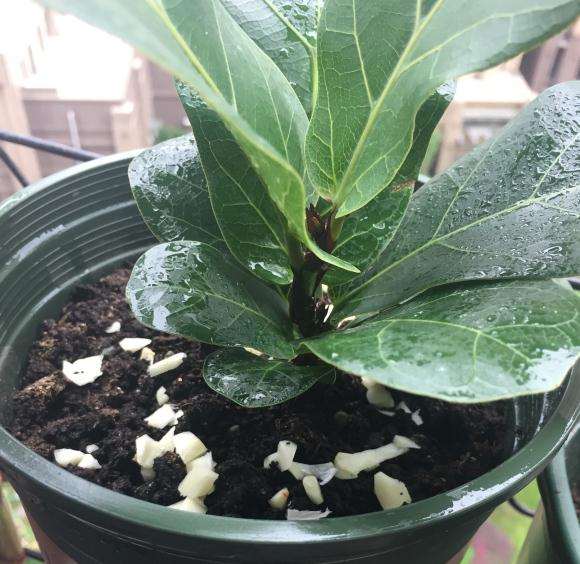 护花神杀龟背竹的虫