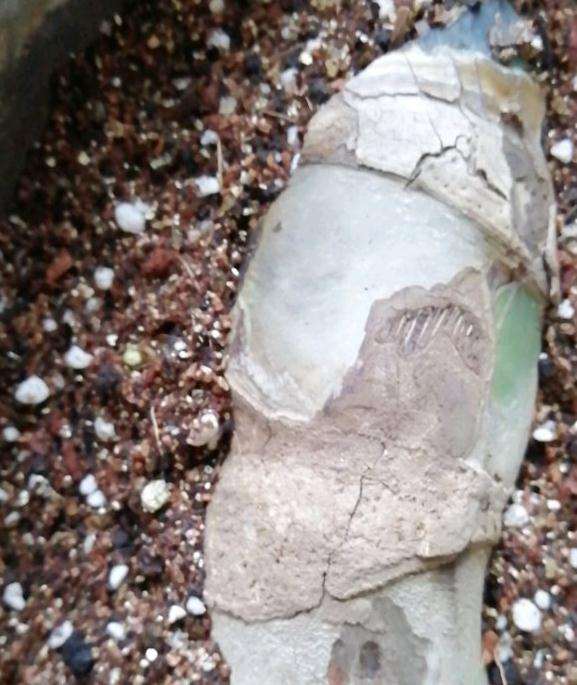 龟背竹发芽 15天算很快了