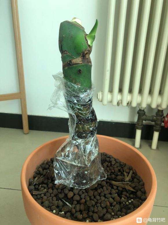 龟背竹发芽了 但长得慢 怎么办 图片