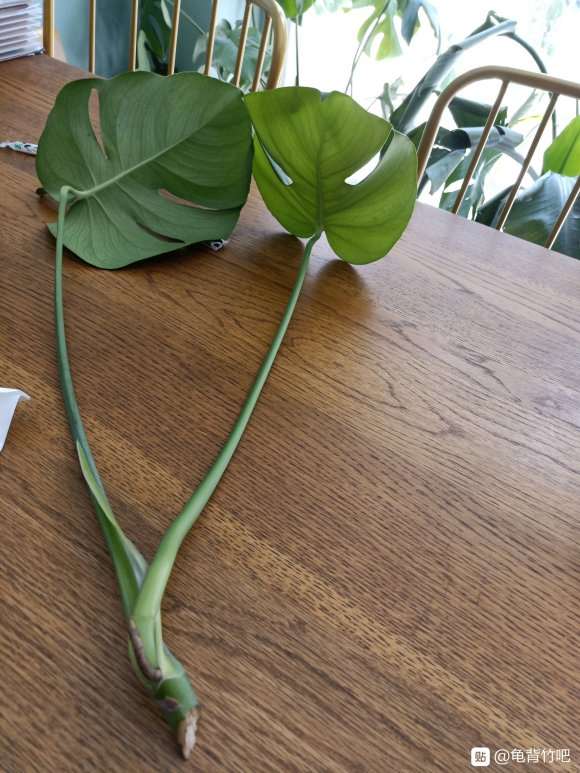 龟背竹茎节剪短了