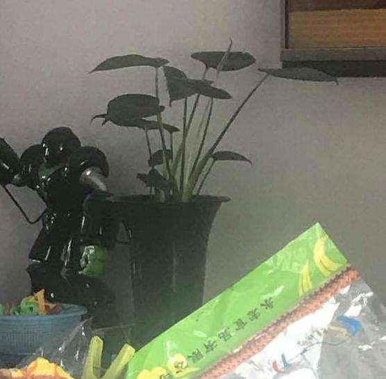 龟背竹新叶子发卷