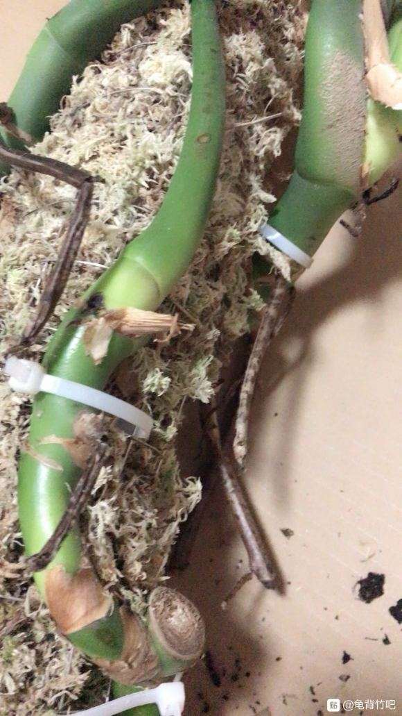 龟背竹换盆后 发现烂根