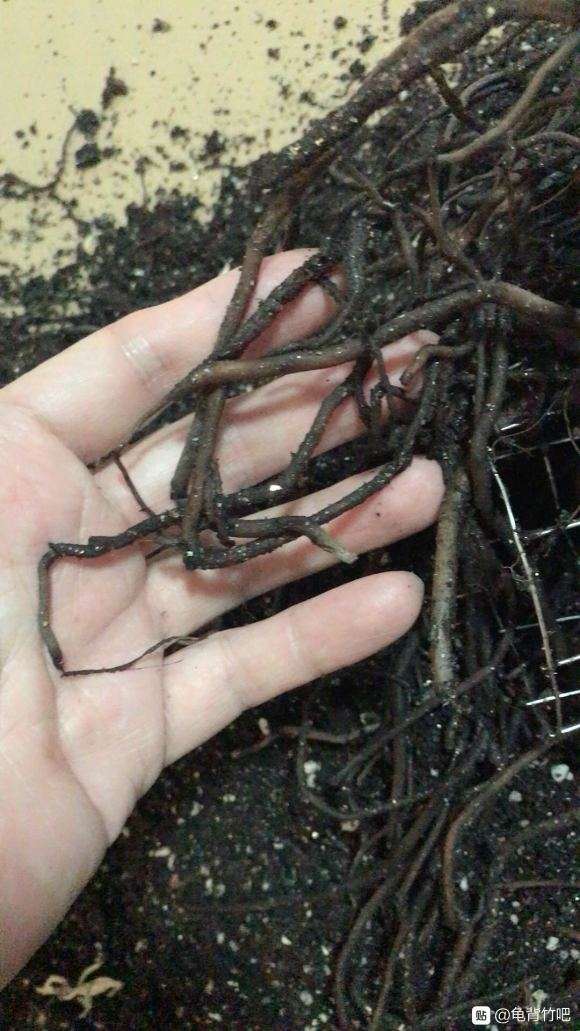 龟背竹换盆后 发现烂根