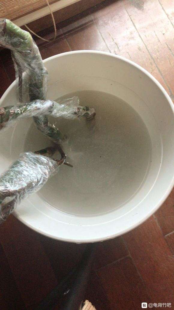 龟背竹换盆后 发现烂根
