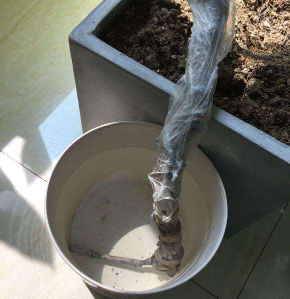 龟背竹生个基毛根2个多月了 也没见生根