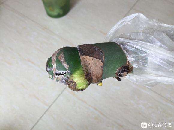 龟背竹生个基毛根2个多月了 也没见生根