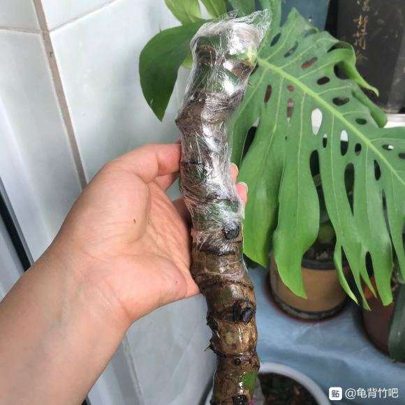 怎样才能让龟背竹快速出根呢