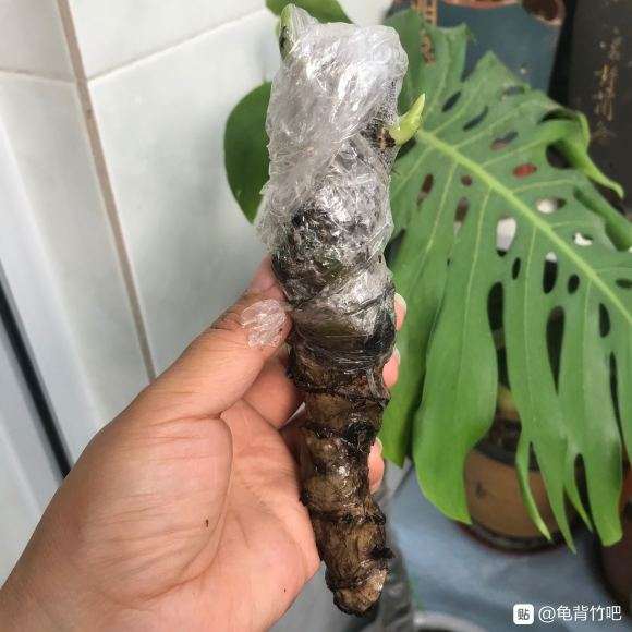 怎样才能让龟背竹快速出根呢