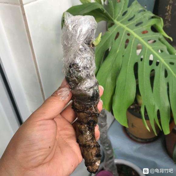 怎样才能让龟背竹快速出根呢
