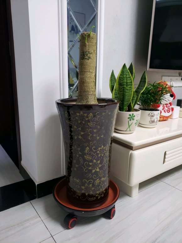 怎么用高深盆种发财树的方法