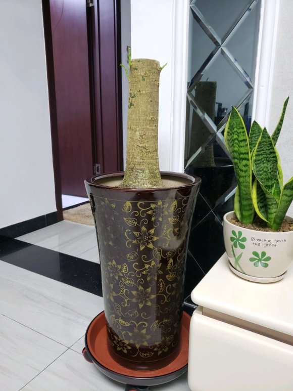 怎么用高深盆种发财树的方法