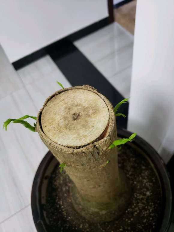 怎么用高深盆种发财树的方法