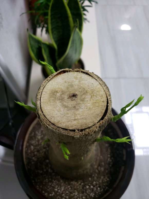 怎么用高深盆种发财树的方法