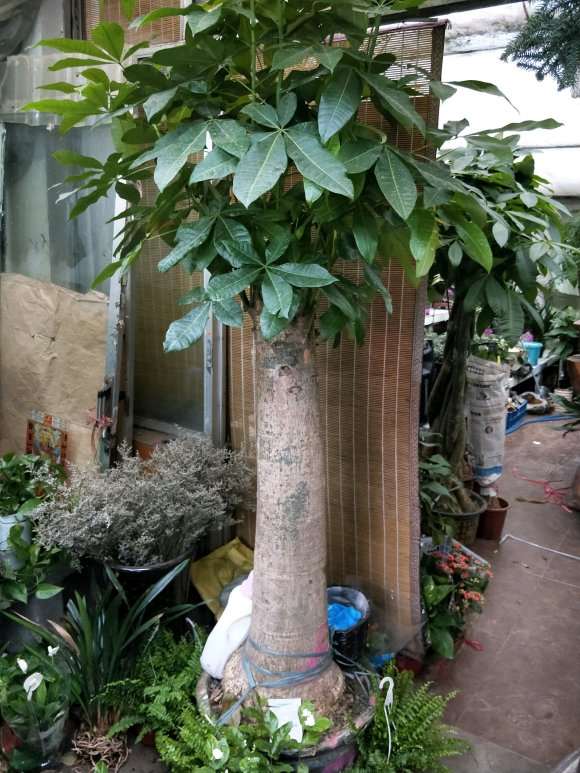 超大发财树 养了很多年了