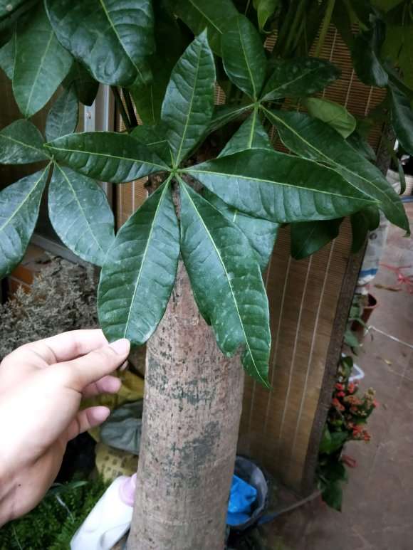 超大发财树 养了很多年了