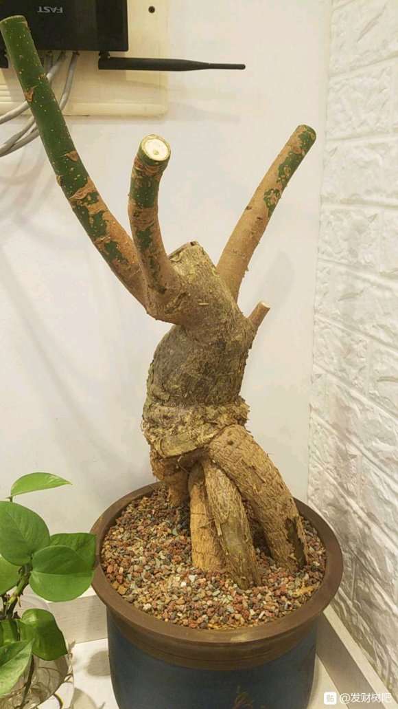 发财树下山桩生长中