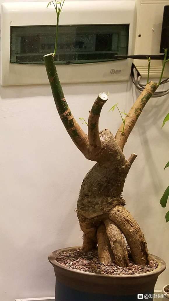 发财树下山桩生长中