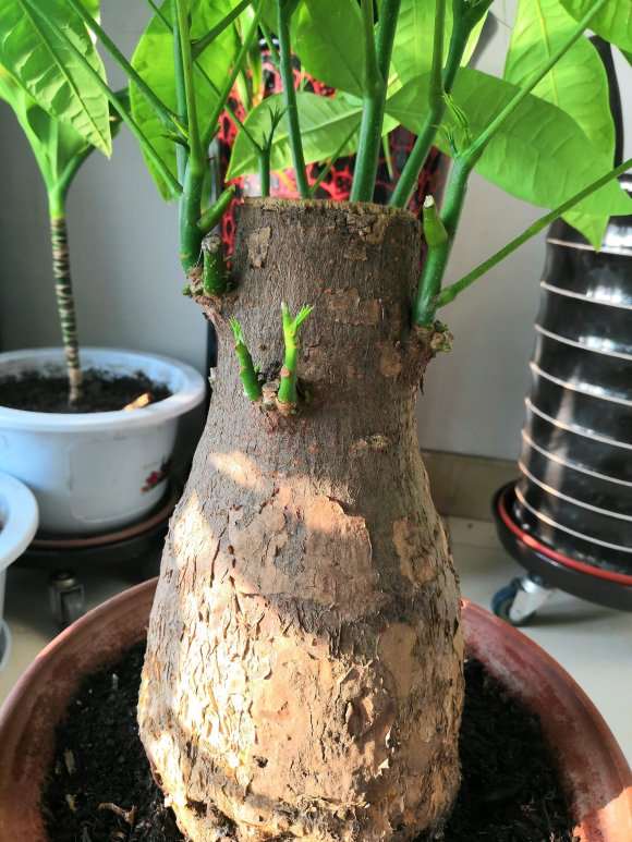 新入手的发财树下山桩冒芽了