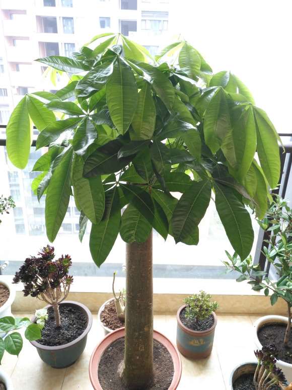 谈谈养好发财树下山桩的一点体会