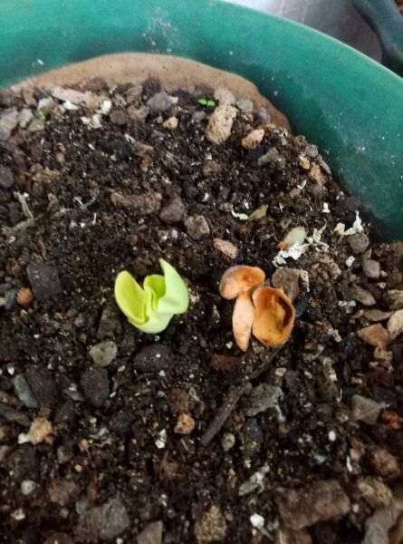 发财树果实怎么生长成盆栽的过程