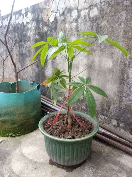 发财树果实怎么生长成盆栽的过程