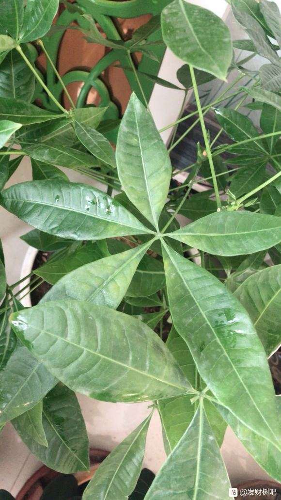 我的发财树 这是怎么了