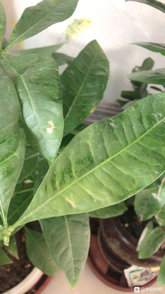 我的发财树 这是怎么了