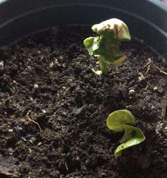 看我发财树播种成长的过程 图片