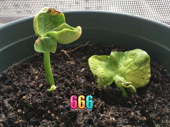 看我发财树播种成长的过程