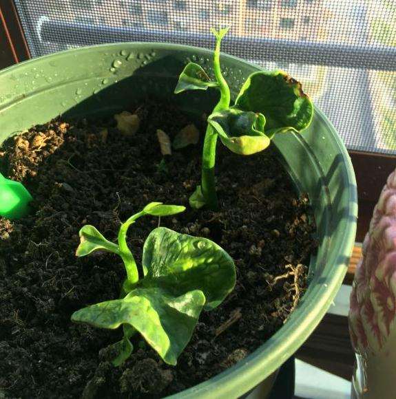 看我发财树播种成长的过程