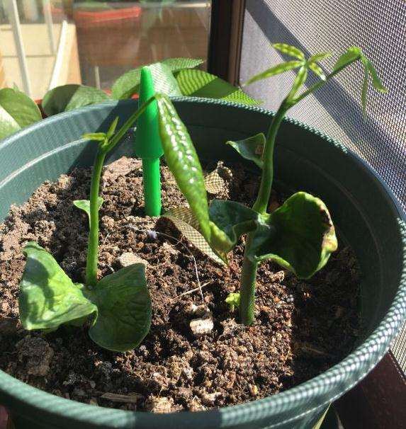 看我发财树播种成长的过程