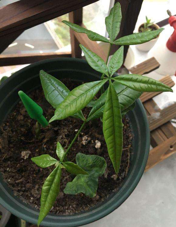 看我发财树播种成长的过程