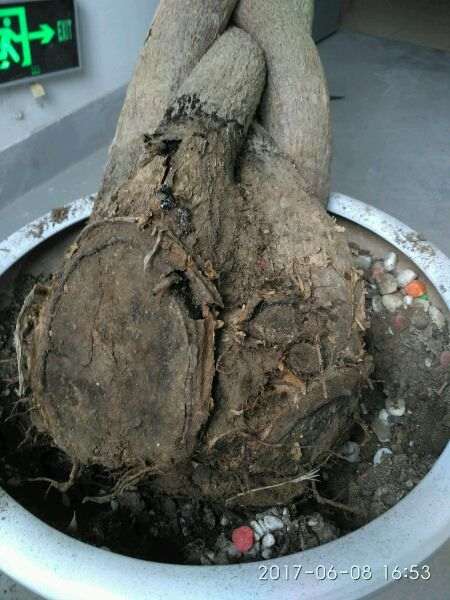 为什么发财树下山桩养不活