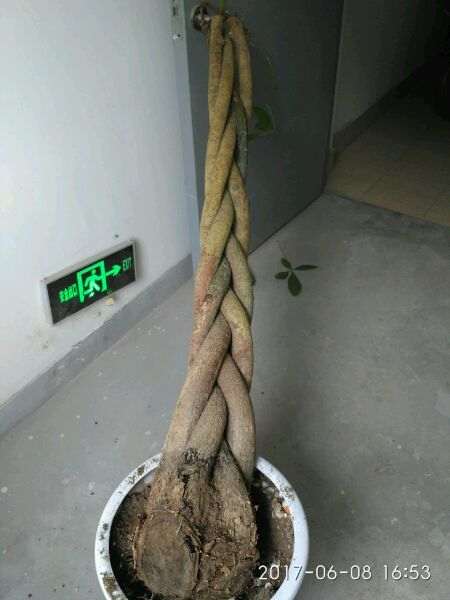 为什么发财树下山桩养不活