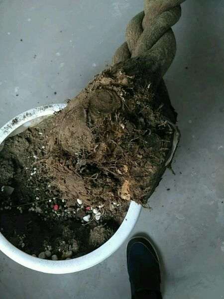 为什么发财树下山桩养不活