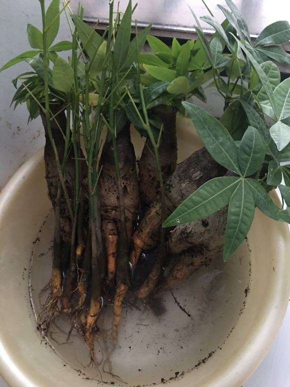 我怎么养发财树的全过程