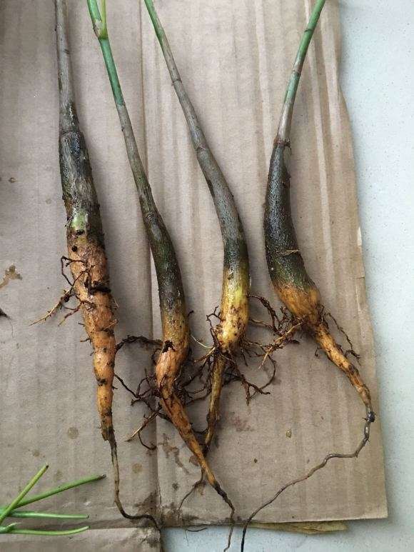 我怎么养发财树的全过程 图片