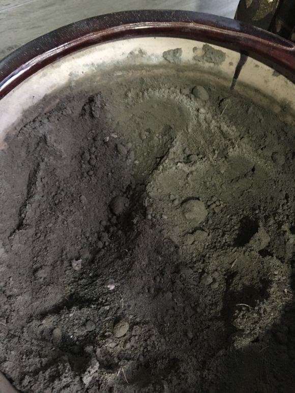 我怎么养发财树的全过程